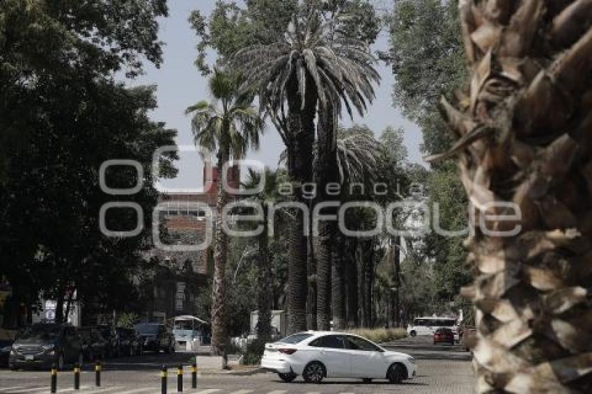 PASEO BRAVO . PALMERAS
