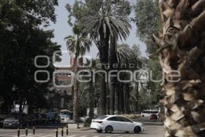 PASEO BRAVO . PALMERAS