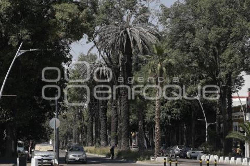 PASEO BRAVO . PALMERAS