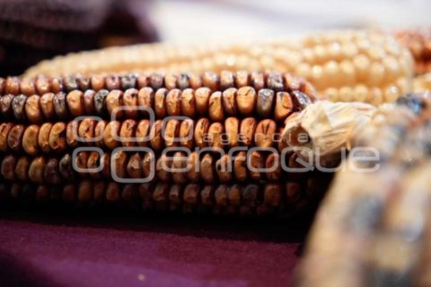 TLAXCALA . FESTIVAL DEL MAÍZ