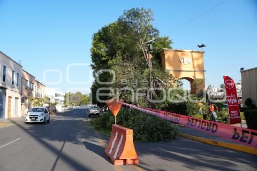 TLAXCALA . PODA ÁRBOLES