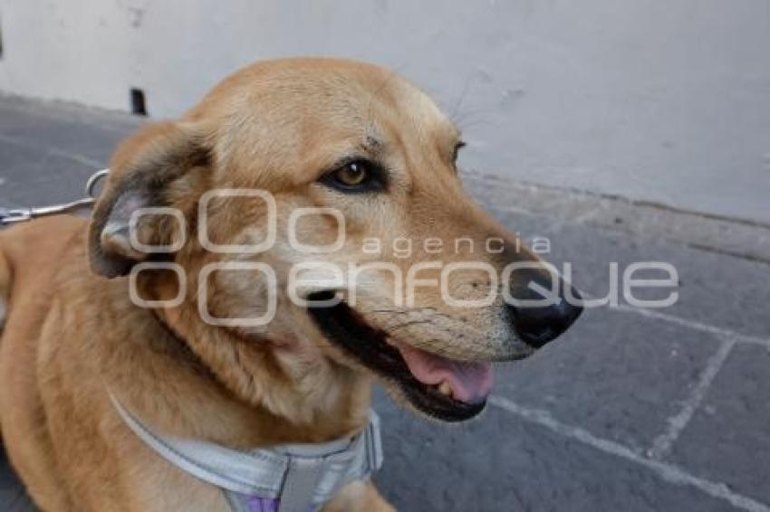 BUAP . PERRO CAROLINO