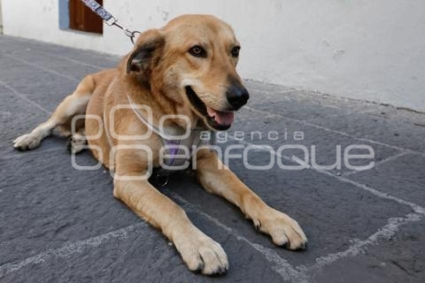 BUAP . PERRO CAROLINO