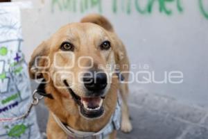 BUAP . PERRO CAROLINO