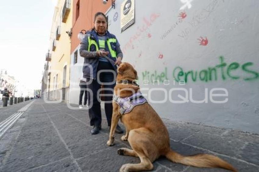 BUAP . PERRO CAROLINO