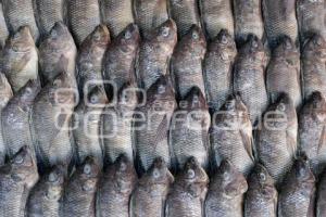 PESCADOS Y MARISCOS