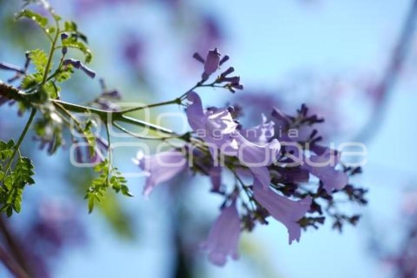 TLAXCALA . JACARANDAS