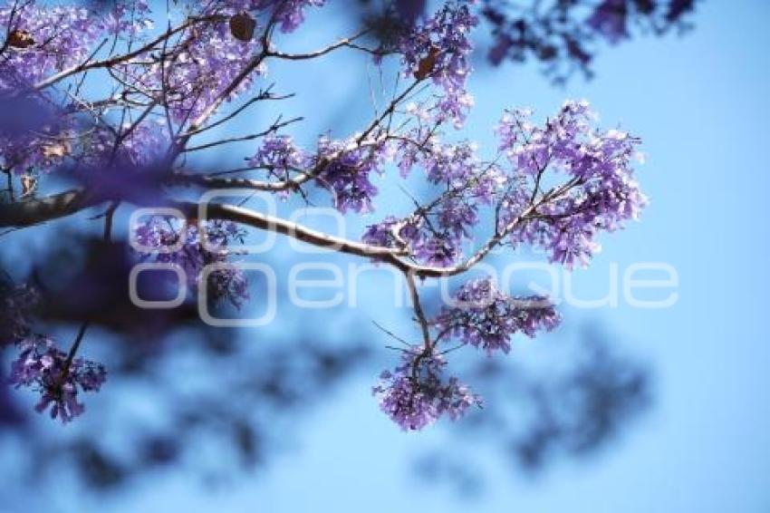TLAXCALA . JACARANDAS