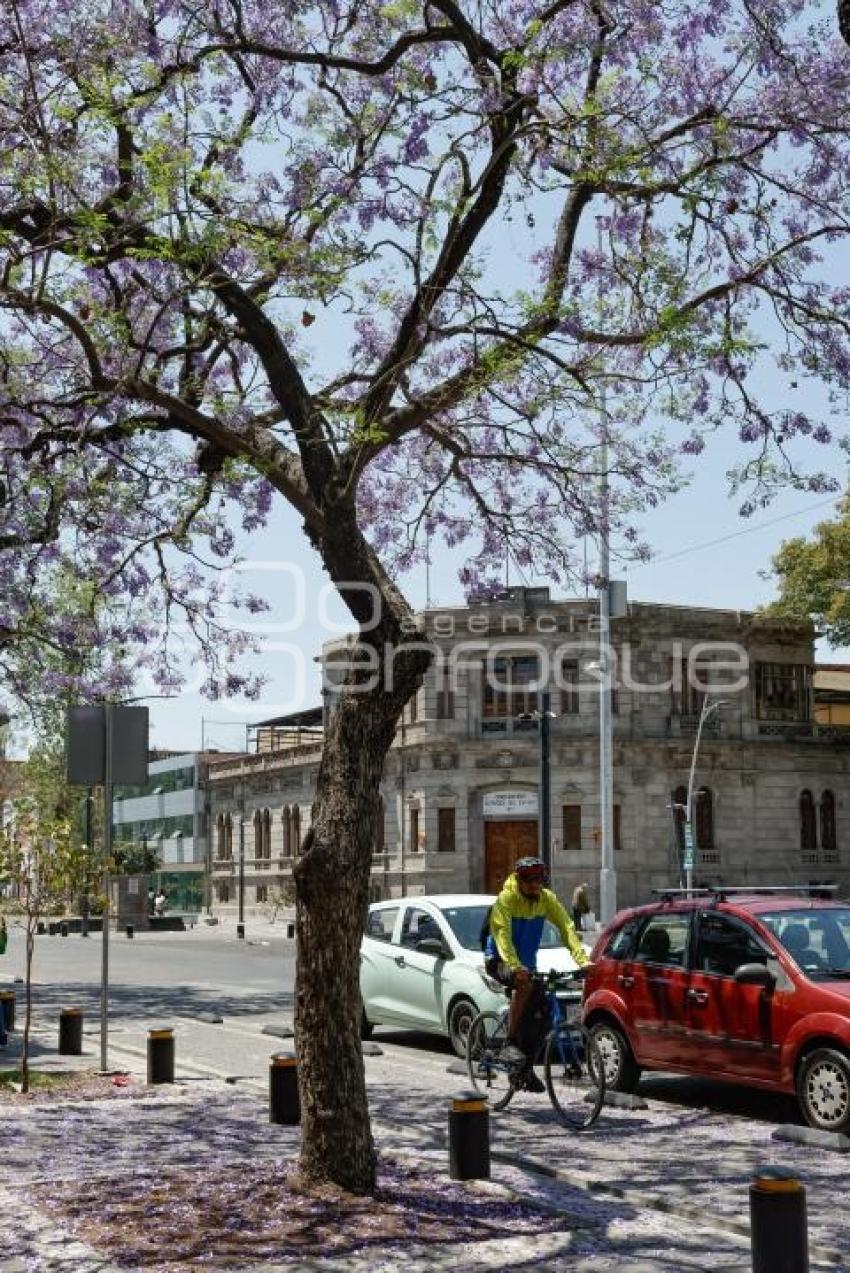 JACARANDAS