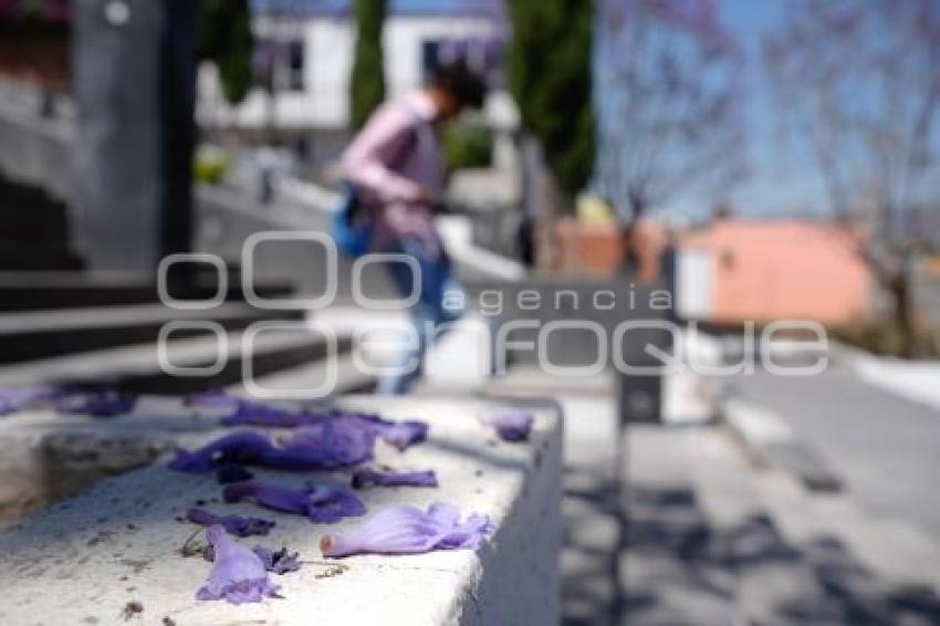 TLAXCALA . JACARANDAS