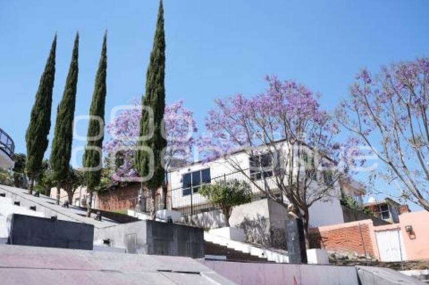 TLAXCALA . JACARANDAS
