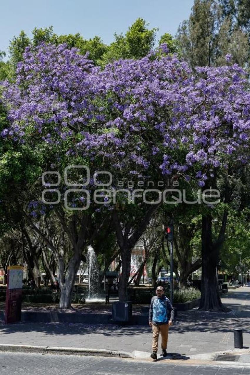 JACARANDAS