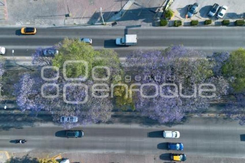 JACARANDAS