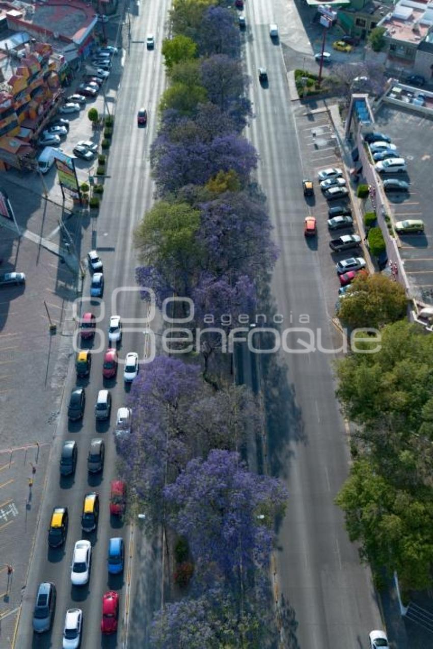 JACARANDAS