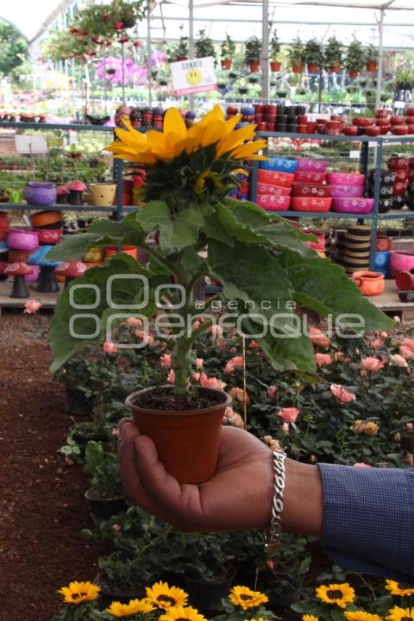 ATLIXCO . GIRASOLES