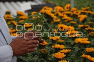 ATLIXCO . GIRASOLES