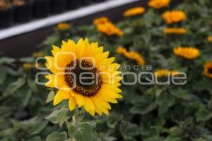 ATLIXCO . GIRASOLES