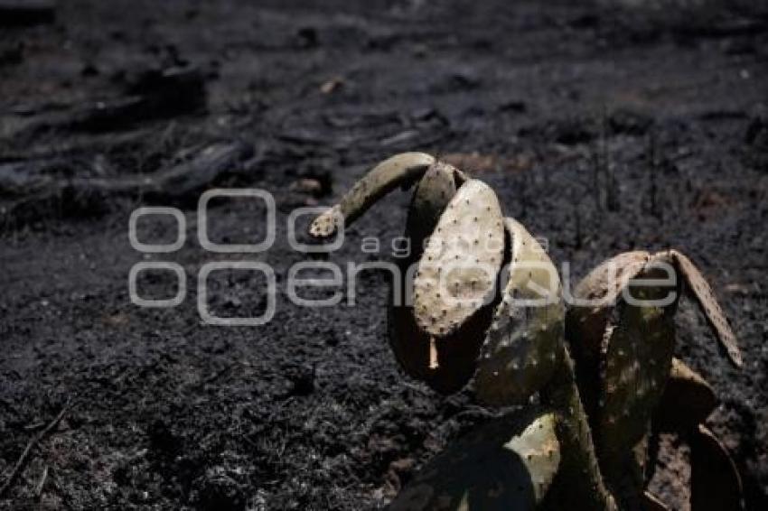 TLAXCALA . INCENDIO FORESTAL