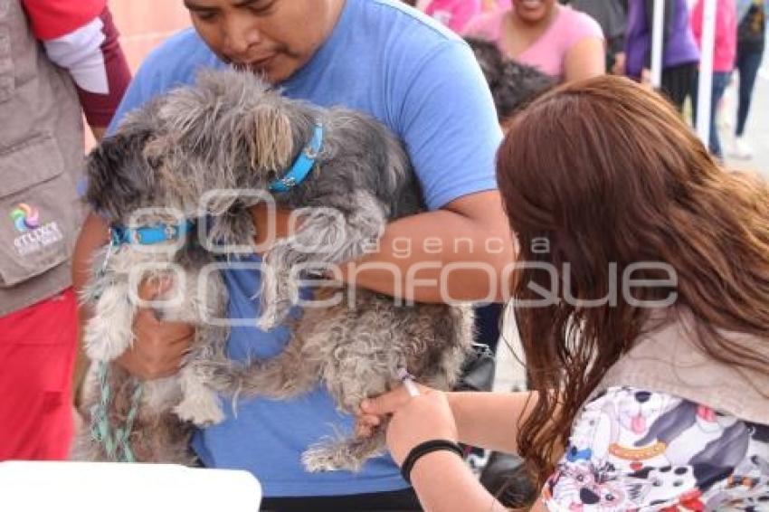 ATLIXCO . VACUNACIÓN ANTIRRÁBICA