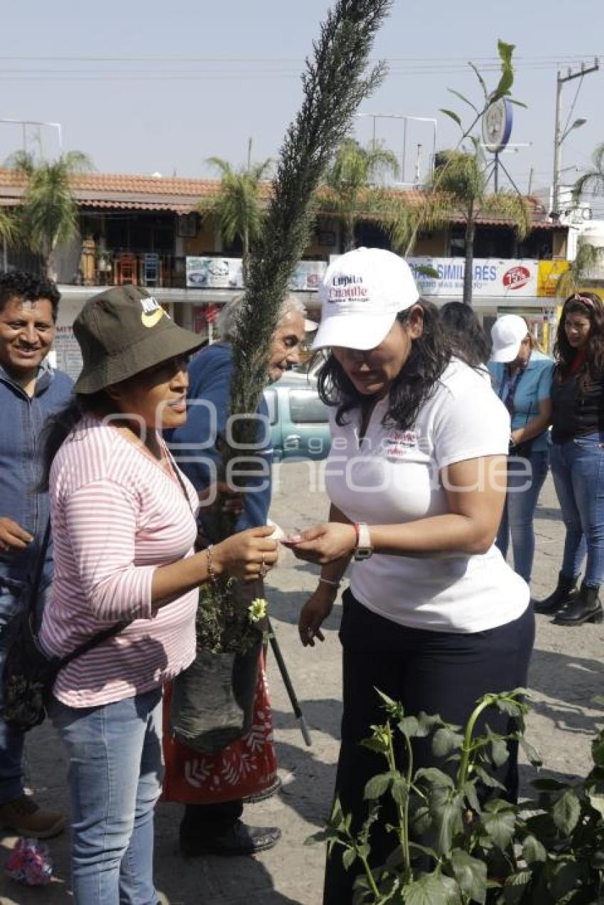 SAN ANDRÉS CHOLULA . ADOPTA UN ÁRBOL