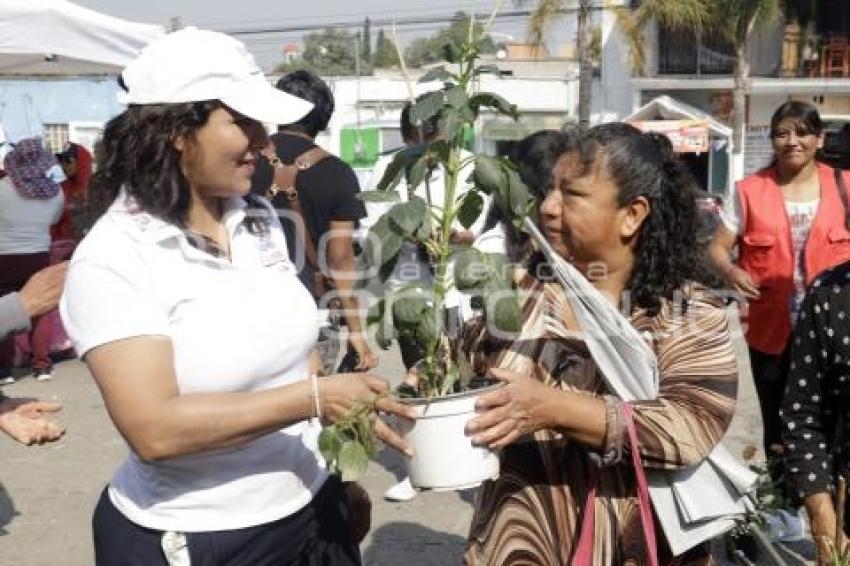 SAN ANDRÉS CHOLULA . ADOPTA UN ÁRBOL