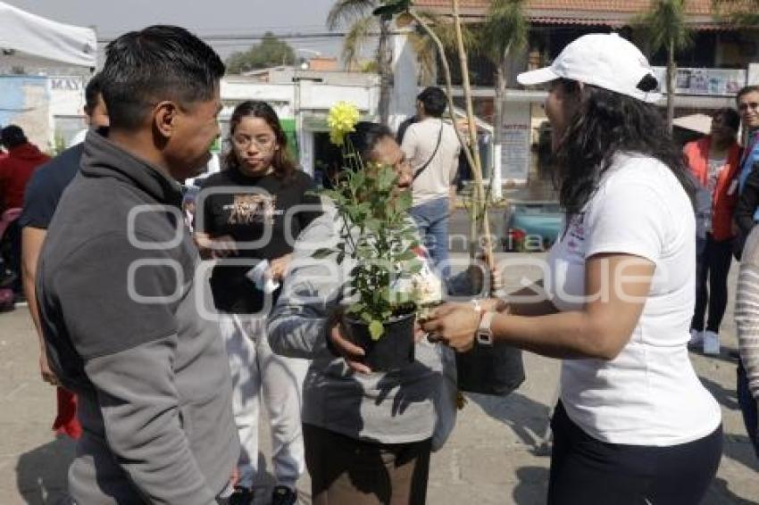 SAN ANDRÉS CHOLULA . ADOPTA UN ÁRBOL