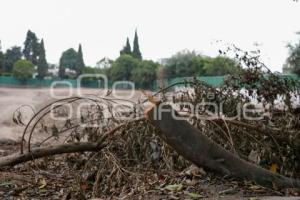 TLAXCALA . RETIRO DE ÁRBOLES