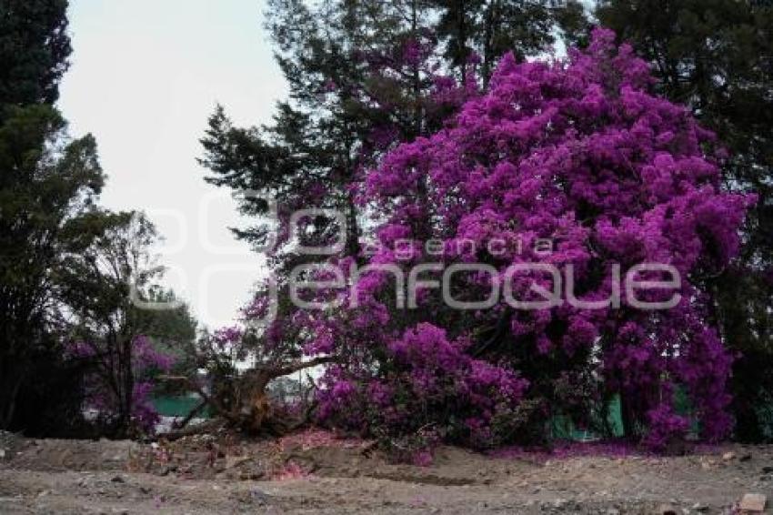 TLAXCALA . RETIRO DE ÁRBOLES