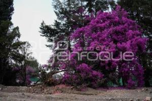 TLAXCALA . RETIRO DE ÁRBOLES