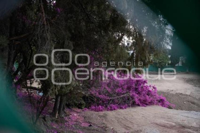 TLAXCALA . RETIRO DE ÁRBOLES