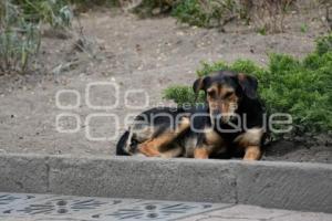 TLAXCALA . PERROS CALLEJEROS