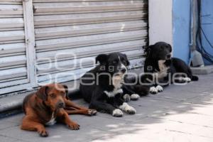 TLAXCALA . PERROS CALLEJEROS