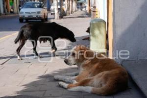 TLAXCALA . PERROS CALLEJEROS