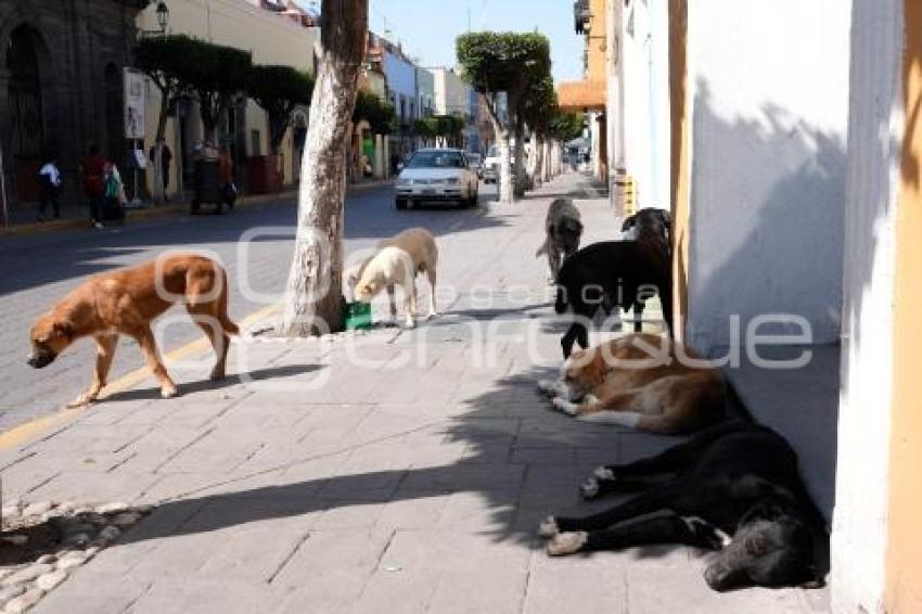 TLAXCALA . PERROS CALLEJEROS