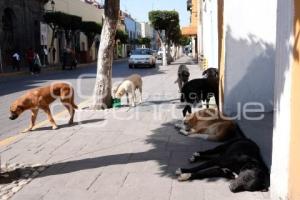 TLAXCALA . PERROS CALLEJEROS