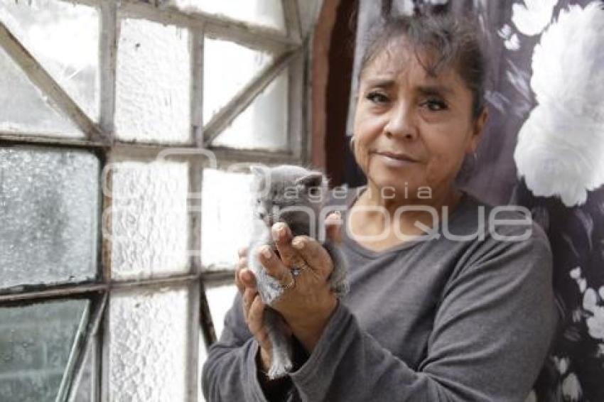 PANTEÓN MUNICIPAL . MAMÁ GATO