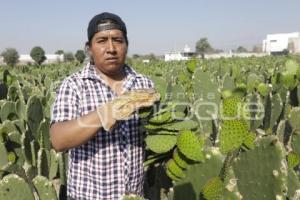 SAN ANDRÉS CHOLULA . FERIA DEL NOPAL 2025