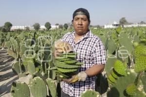 SAN ANDRÉS CHOLULA . FERIA DEL NOPAL 2025