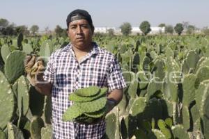 SAN ANDRÉS CHOLULA . FERIA DEL NOPAL 2025