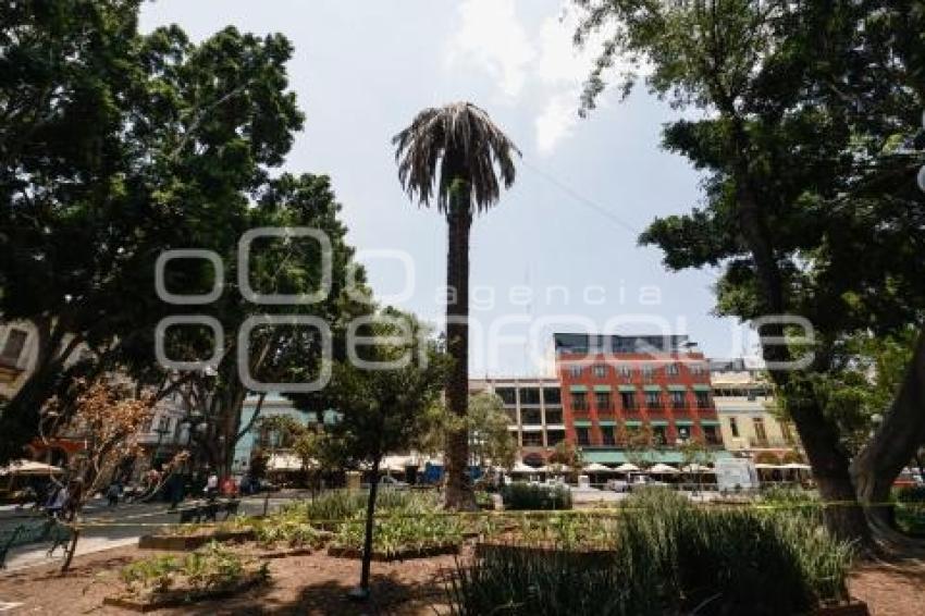 ZÓCALO . PALMERA