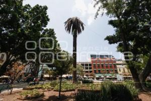 ZÓCALO . PALMERA
