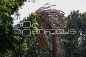 ZÓCALO . PALMERA