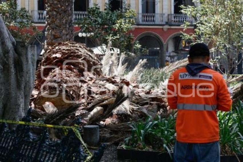 ZÓCALO . PALMERA