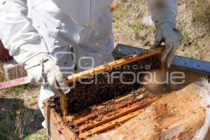 TLAXCALA . APICULTURA