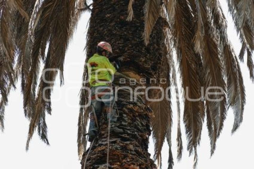 ZÓCALO . PALMERA