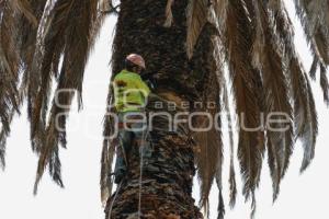 ZÓCALO . PALMERA