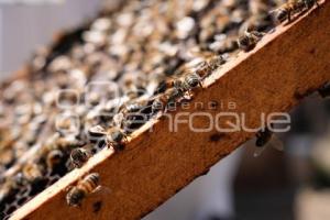 TLAXCALA . APICULTURA