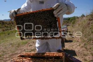 TLAXCALA . APICULTURA