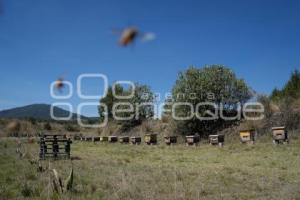 TLAXCALA . APICULTURA