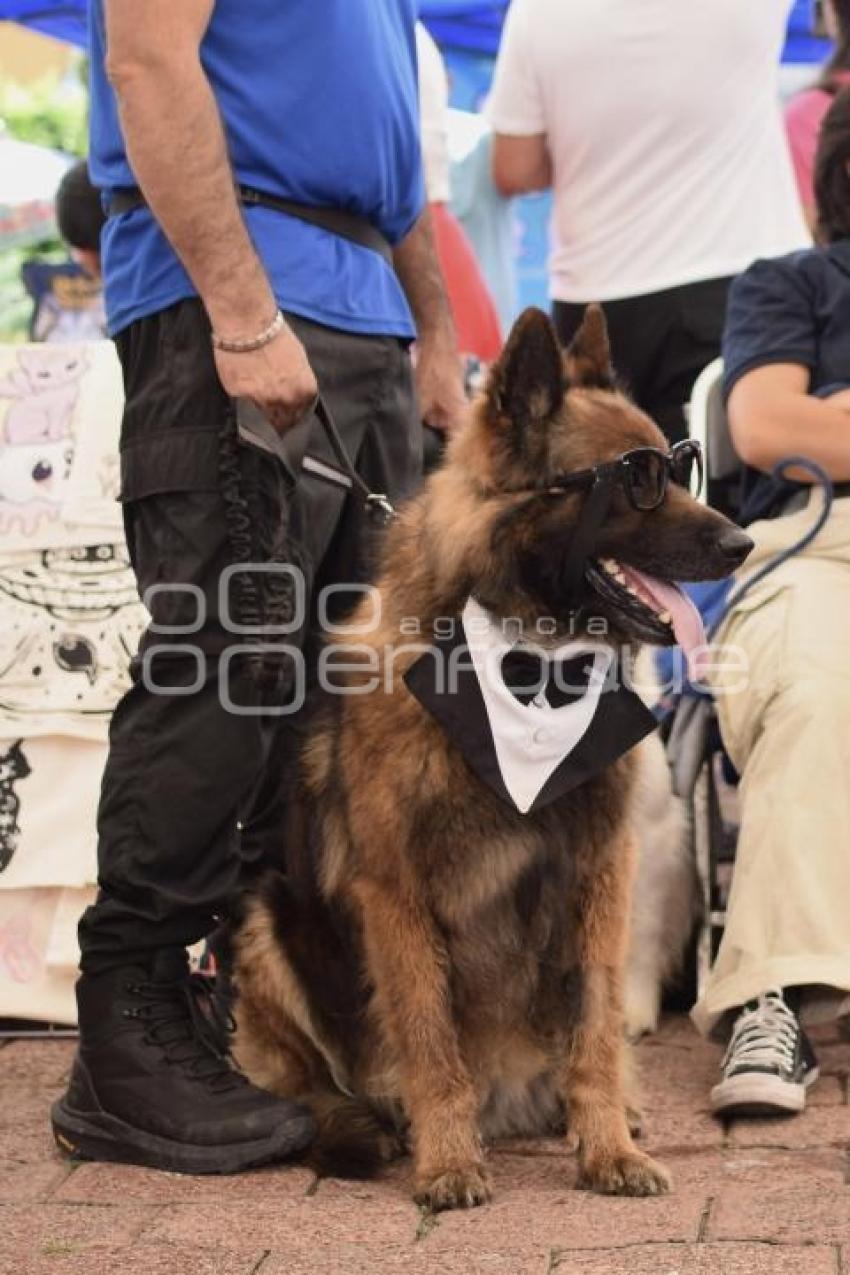 TLAXCALA . EXPO TU MASCOTA
